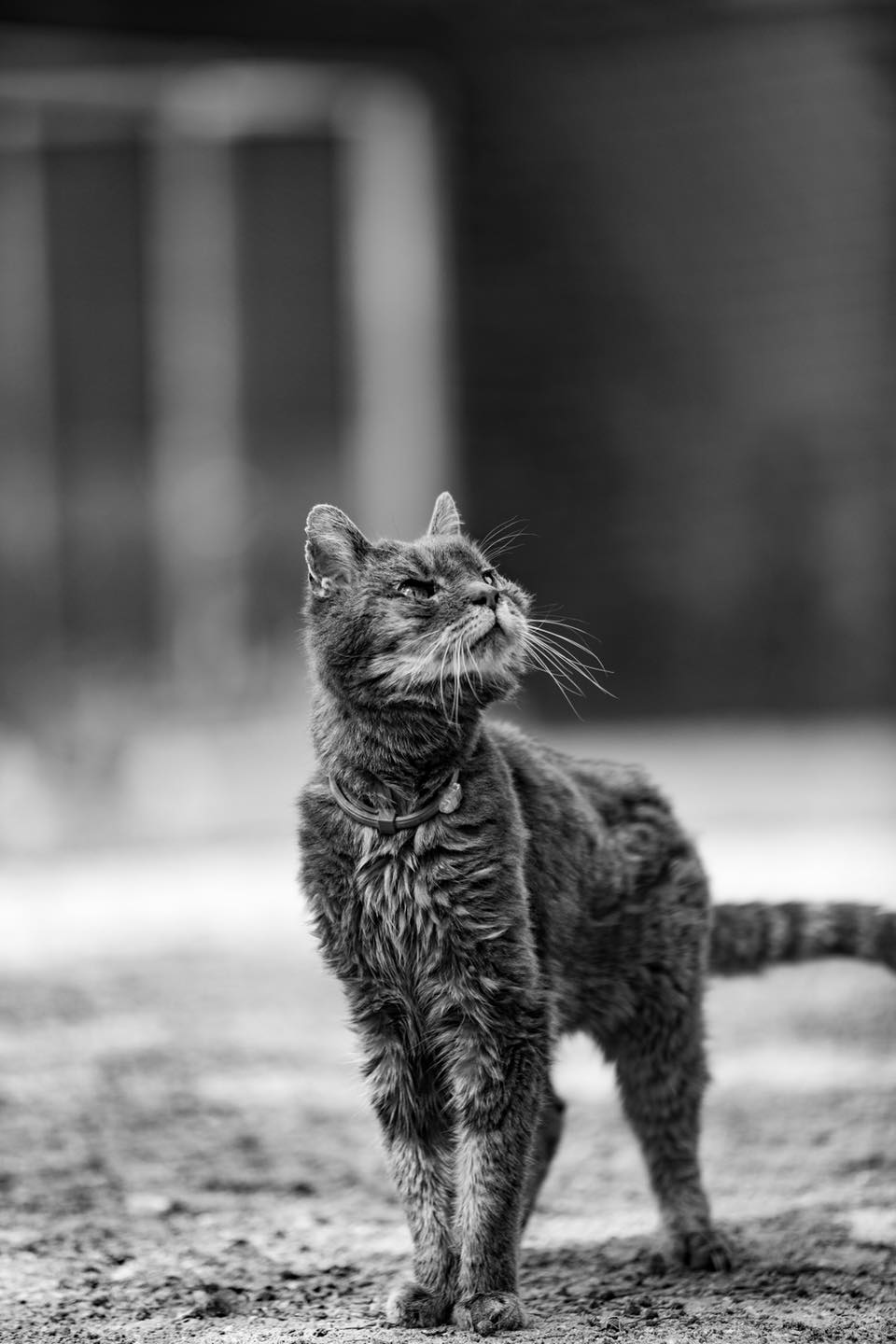 Old cat